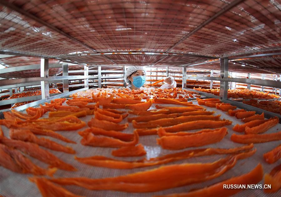 Выращивание батата в провинции Хэбэй