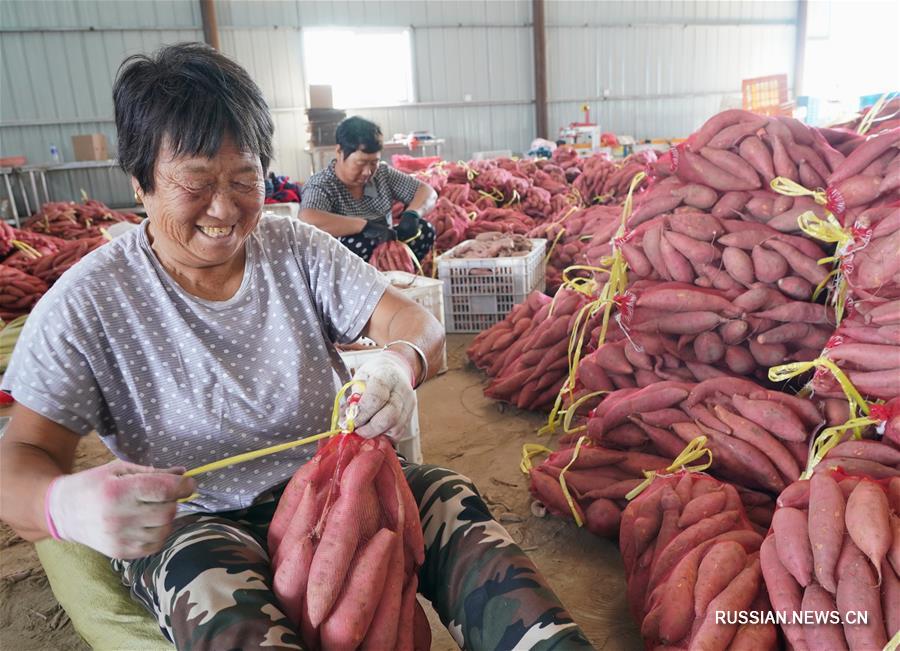 Выращивание батата в провинции Хэбэй
