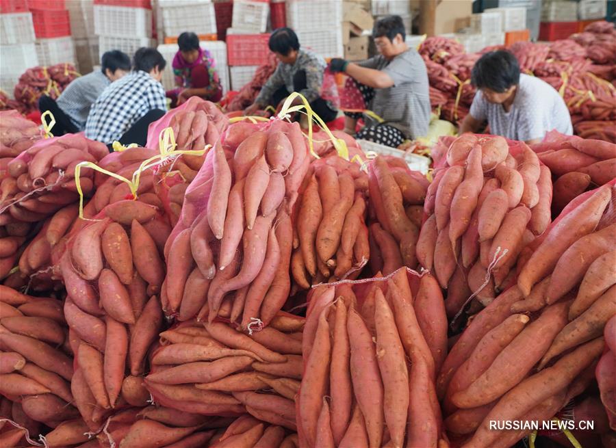 Выращивание батата в провинции Хэбэй
