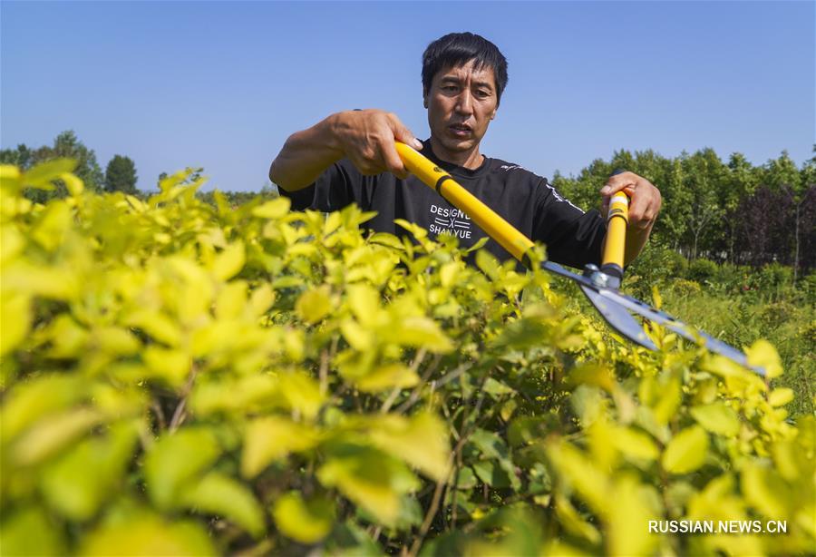 Выращивание саженцев приносит благосостояние фермерам из провинции Цзилинь