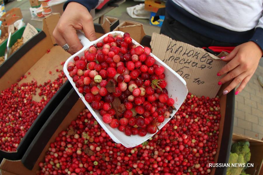 Сезон сельскохозяйственных ярмарок открылся в Беларуси