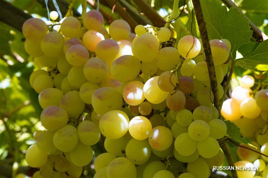 В Узбекистане поспевает виноград