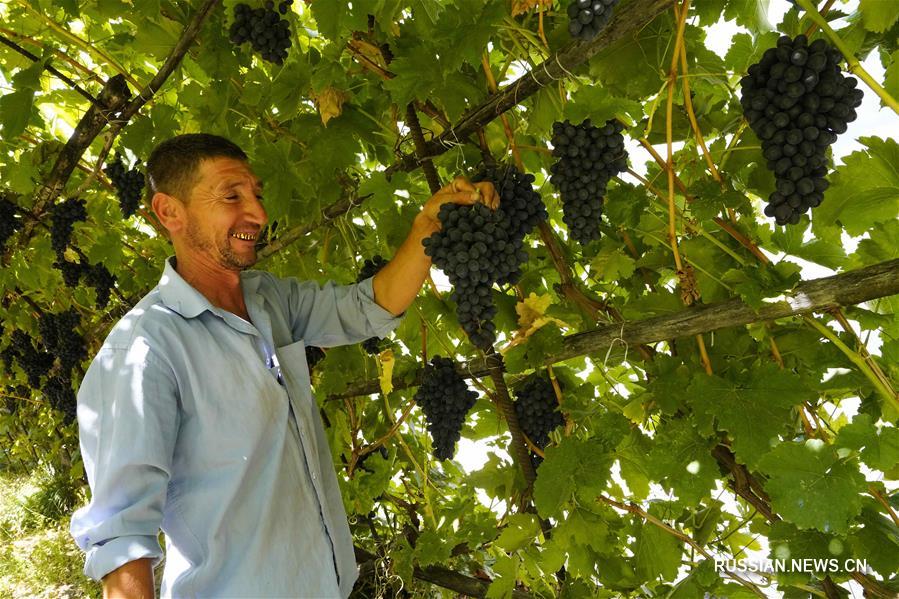 В Узбекистане поспевает виноград