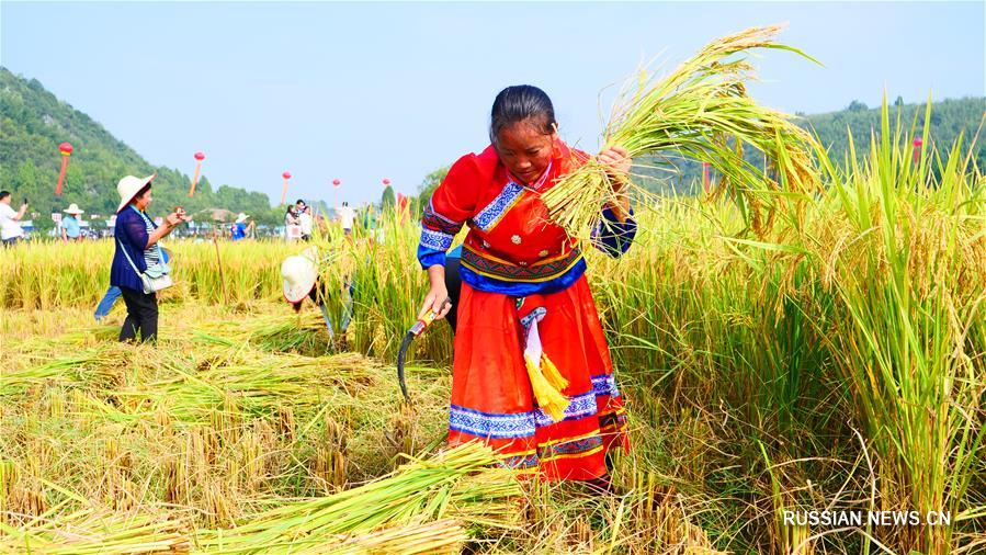 В уезде Цюаньчжоу на юге Китая состоялся конкурс по сбору риса 