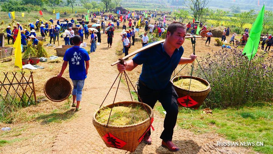 В уезде Цюаньчжоу на юге Китая состоялся конкурс по сбору риса 