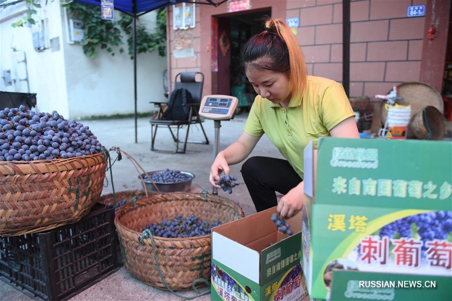Сбор урожая винограда в провинции Фуцзянь привлекает туристов