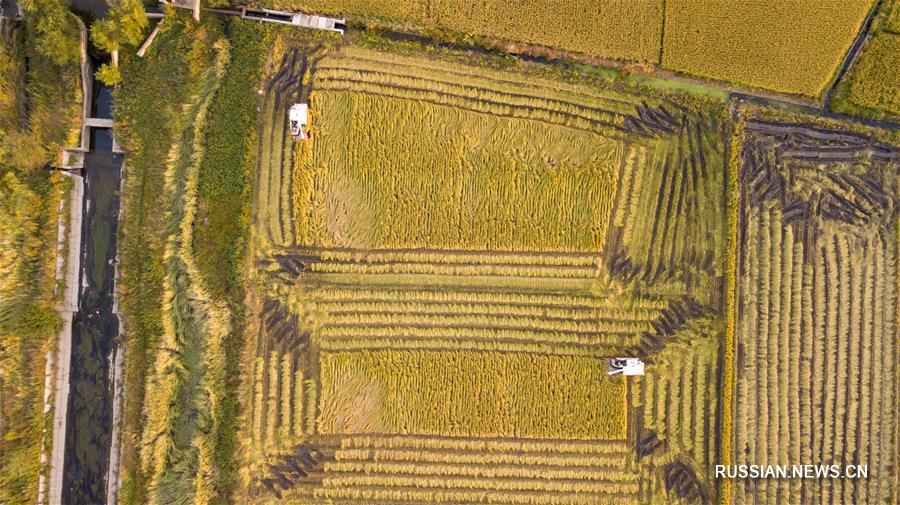Осенний урожай риса в Цзилине