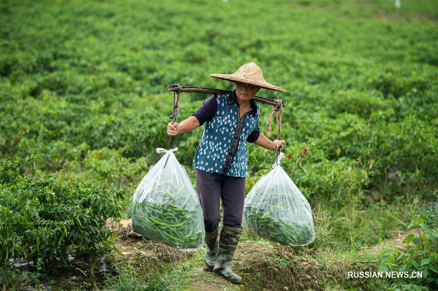 Сбор урожая жгучего перца в провинции Хунань 