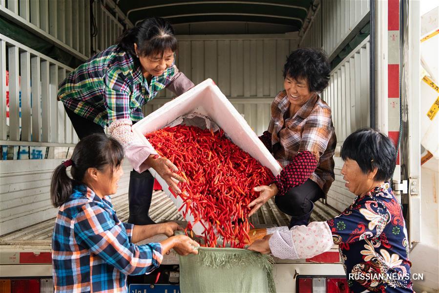 Сбор урожая жгучего перца в провинции Хунань 