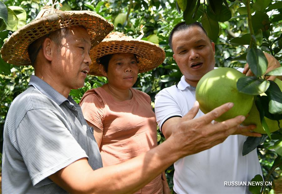 Выращивание помело помогает победить бедность в уезде Пинхэ провинции Фуцзянь