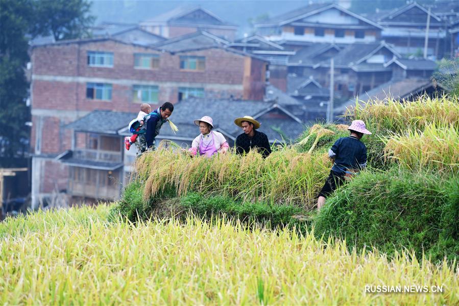 Уборка урожая на террасных полях в горах Юэляншань