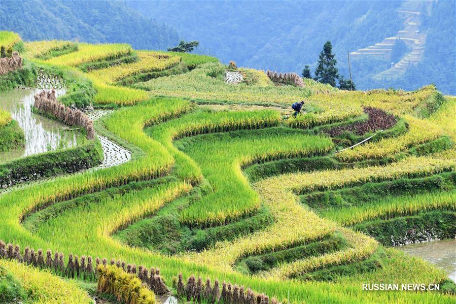 Уборка урожая на террасных полях в горах Юэляншань