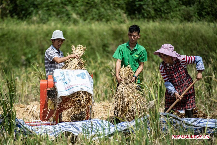Уборка урожая риса в районе Лючжи провинции Гуйчжоу