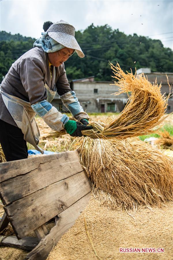 Уборка урожая риса в районе Лючжи провинции Гуйчжоу