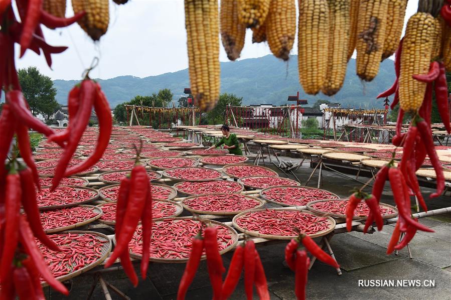 Осенний урожай в древней деревне на востоке Китая 