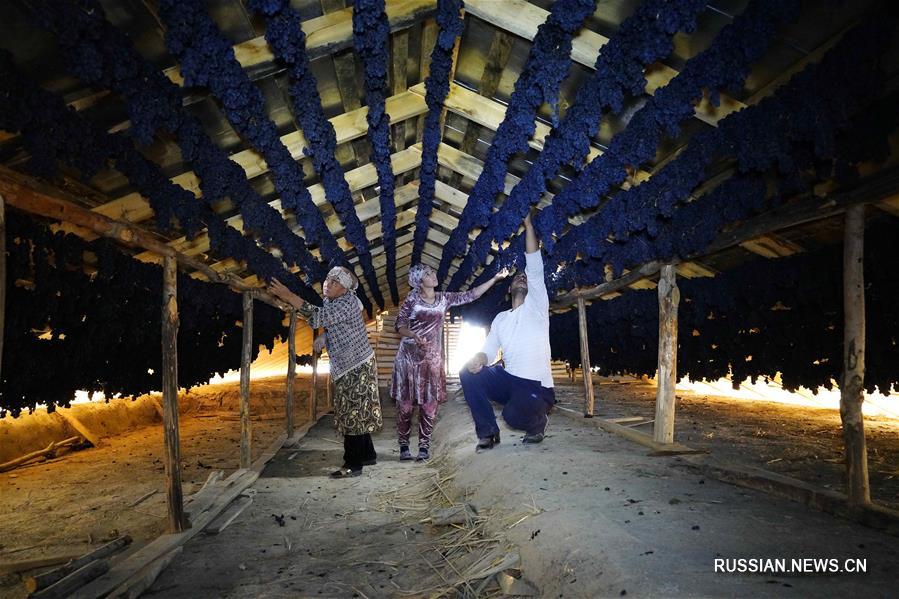 Сушка изюма в Узбекистане