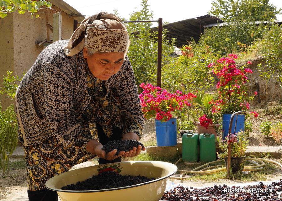 Сушка изюма в Узбекистане