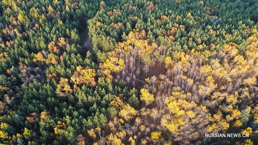 Золотая осень в лесопарке Сайханьба 