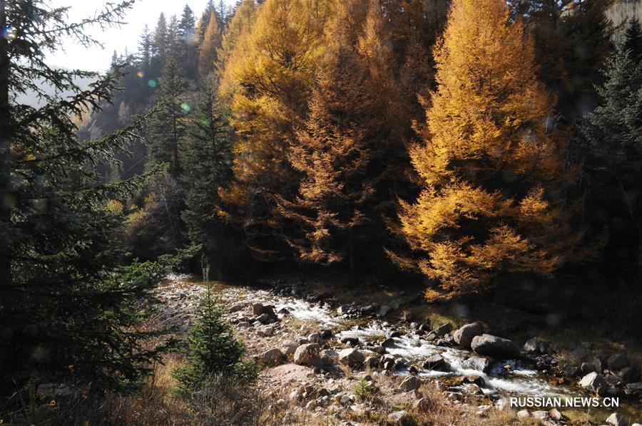 Осенний лес в провинции Шаньси 
