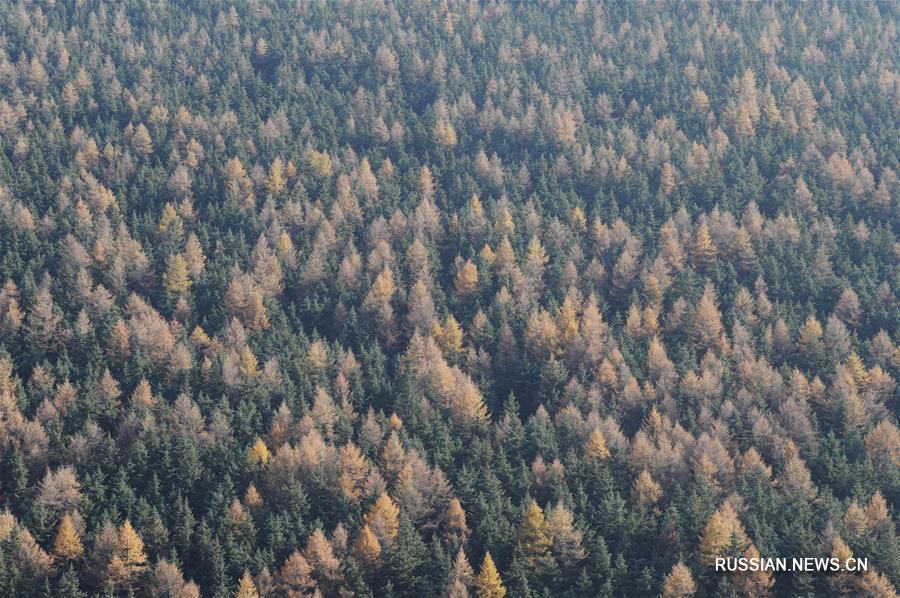 Осенний лес в провинции Шаньси 