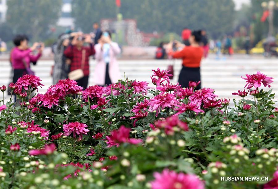 Пора хризантем в провинции Хэбэй