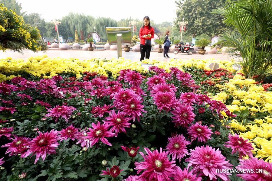 Пора хризантем в провинции Хэбэй