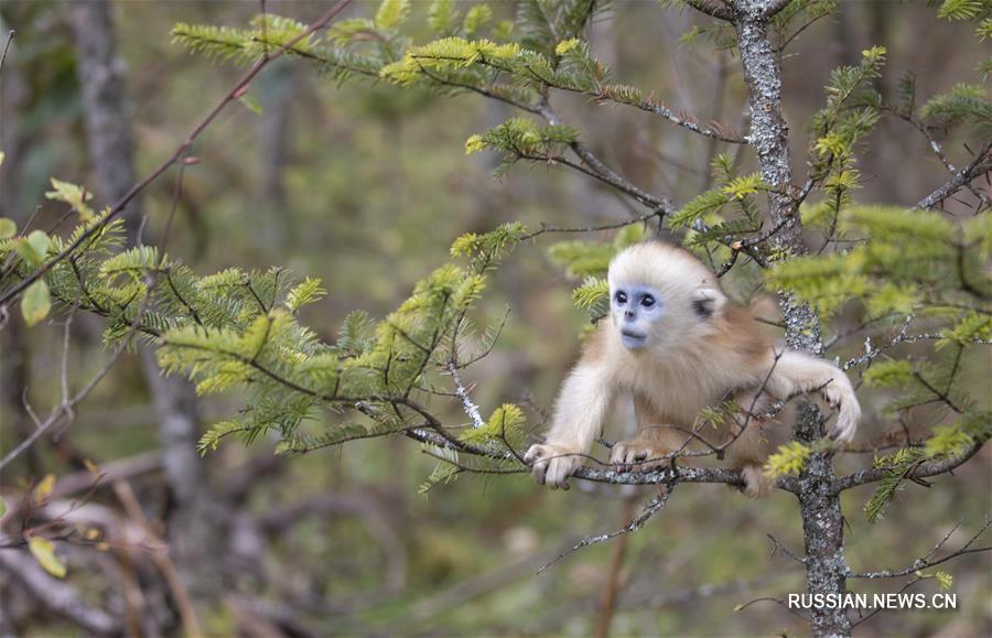 Осенняя жизнь шэньнунцзяских золотистых обезьян
