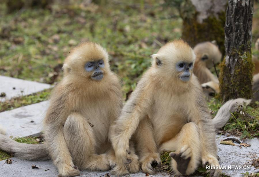 Осенняя жизнь шэньнунцзяских золотистых обезьян