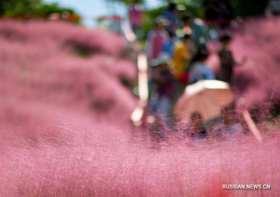 Прогулка по "розовому морю" в Фучжоу