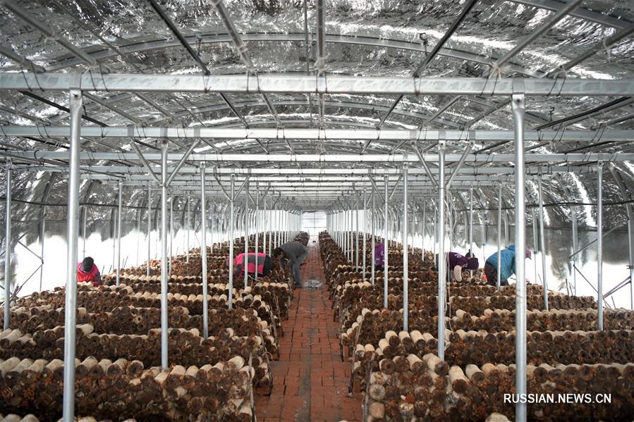 Производство грибов помогает победить бедность в уезде Миншуй