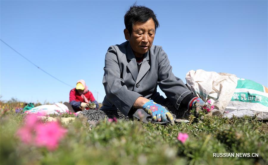 Выращивание многолетних цветковых растений в уезде Тайань
