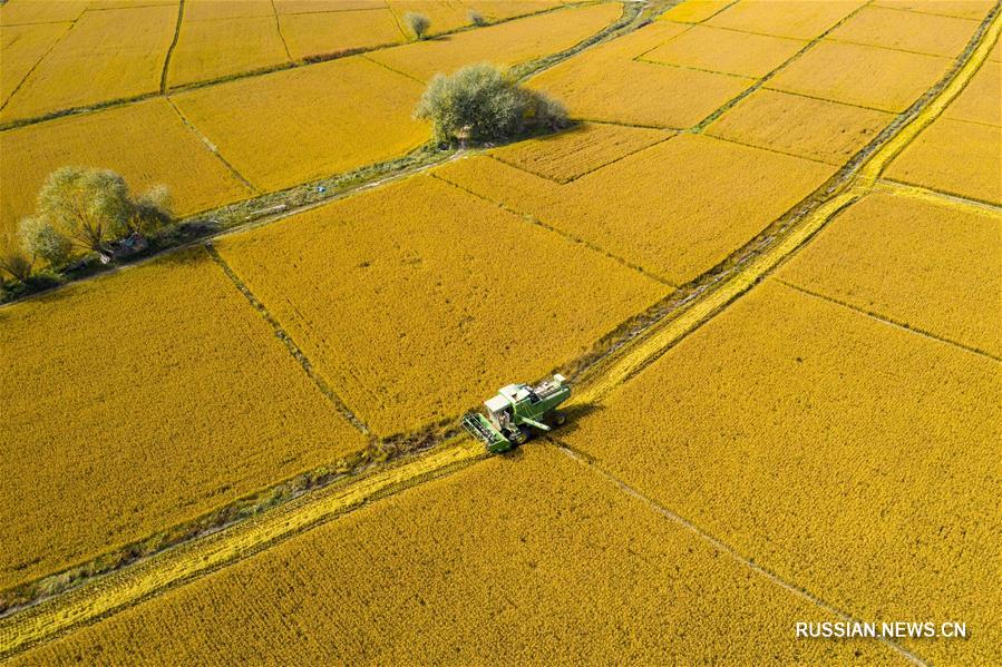 Золото рисовых полей у подножья гор в Синьцзяне