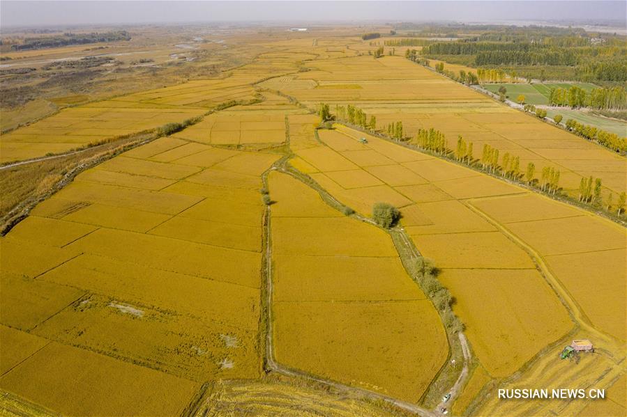 Золото рисовых полей у подножья гор в Синьцзяне