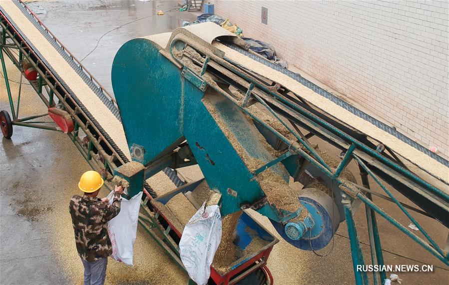 Строгий контроль зерна в государственном хранилище в провинции Хунань