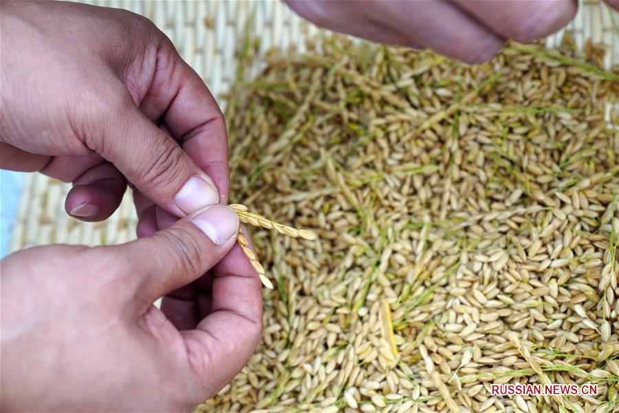 Урожайность солоноводного риса на опытном участке в провинции Шаньдун превысила 500 кг с му