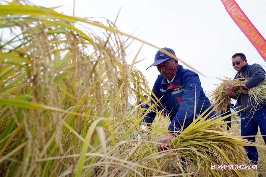 Урожайность солоноводного риса на опытном участке в провинции Шаньдун превысила 500 кг с му