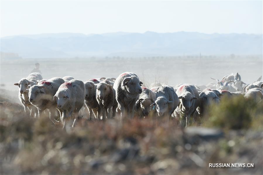 Скотоводы перегнали скот с горных пастбищ на склонах Циляньшань на поля у подножья гор