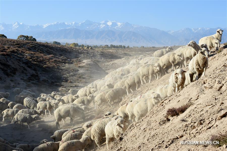 Скотоводы перегнали скот с горных пастбищ на склонах Циляньшань на поля у подножья гор