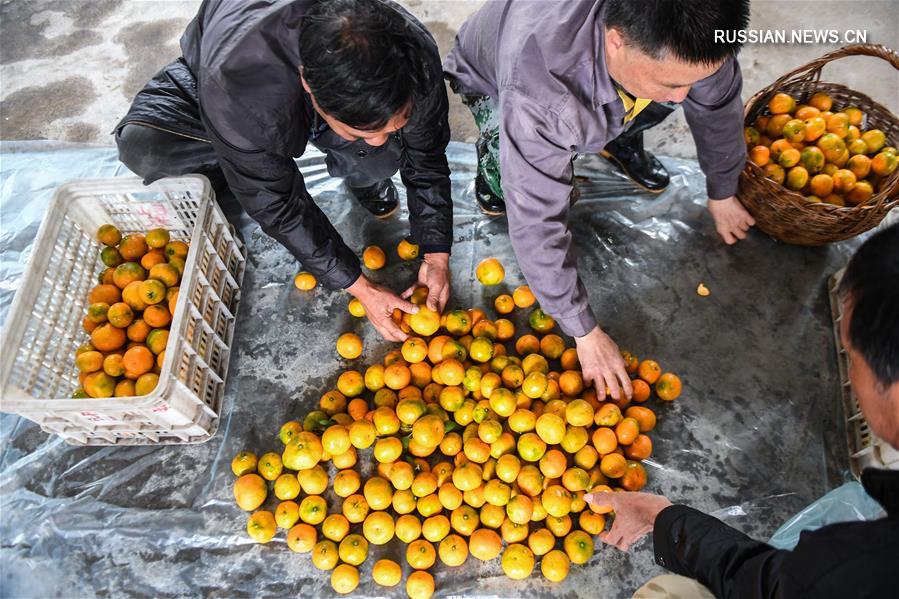 Сезон сбора мандаринов в уезде Цзяньдэ