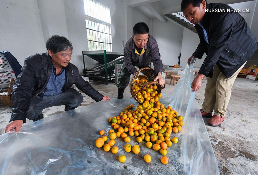 Сезон сбора мандаринов в уезде Цзяньдэ