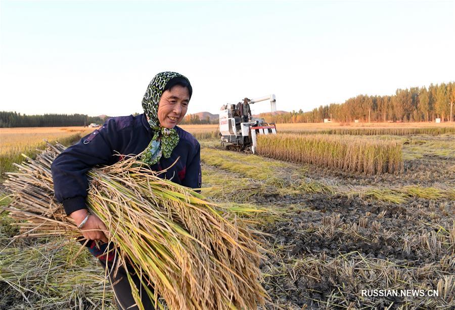 Уборочная страда на золотых рисовых полях в Луаньчжоу