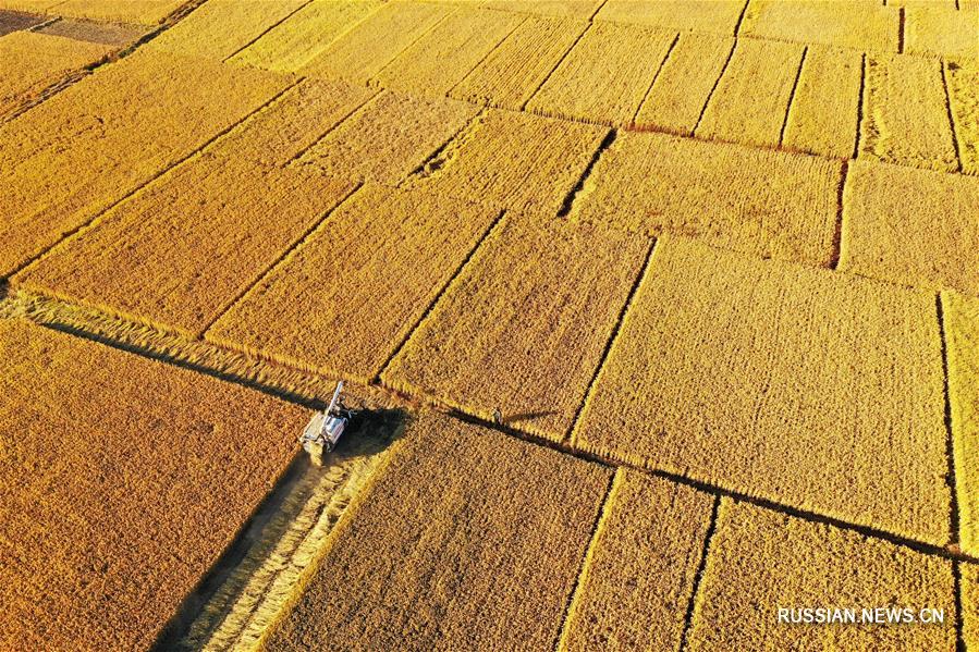 Уборочная страда на золотых рисовых полях в Луаньчжоу