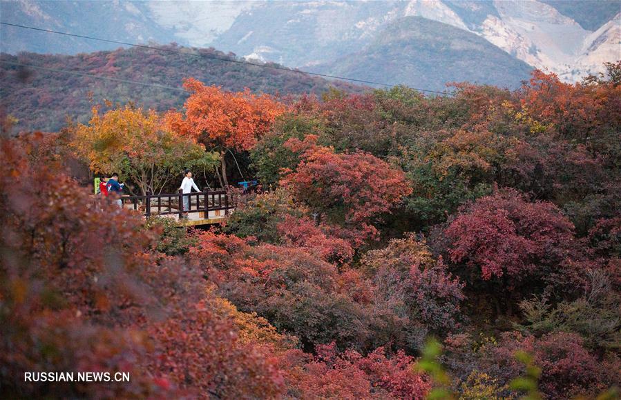 Живописная зона "Пофэнлин" в Пекине привлекает туристов красными листьями
