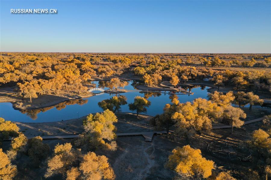 Осеннее великолепие евфратских тополей в пустыне на севере Китая  