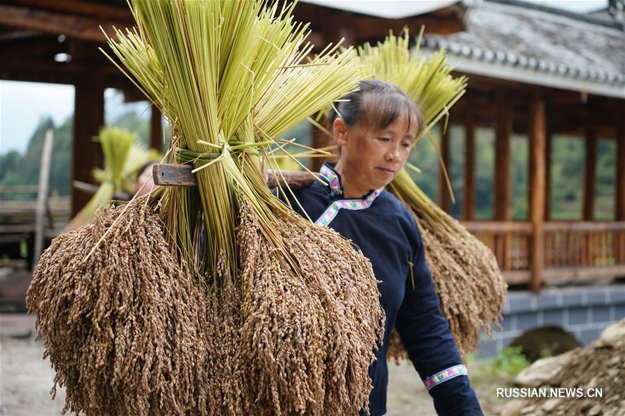 В горной деревне в Гуанси поспел клейкий рис
