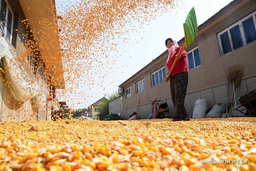 Сбор урожая кукурузы в Циндао