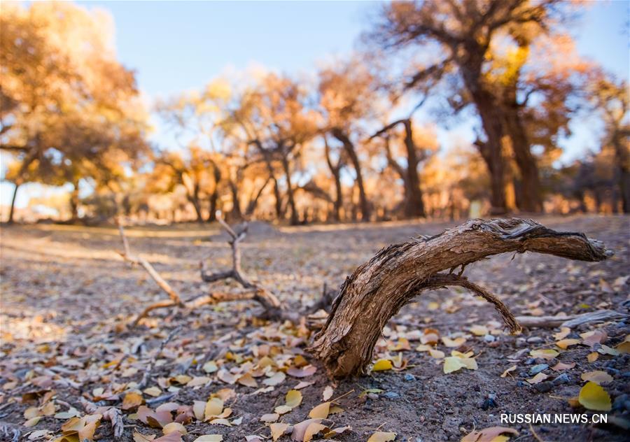 Золотая осень в роще евфратских тополей в хошуне Эдзин-Ци