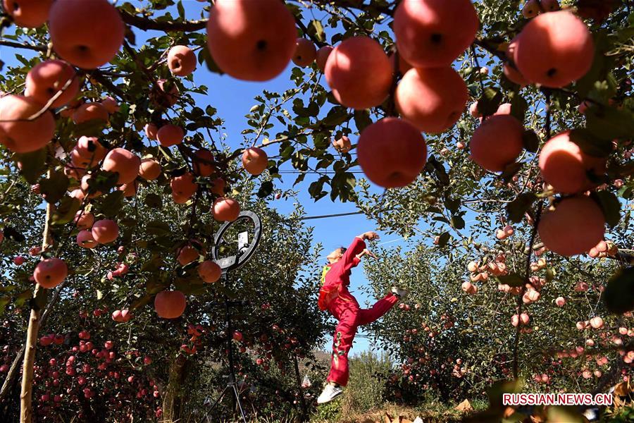 Танец в поддержку яблок из родной деревни в провинции Шаньдун