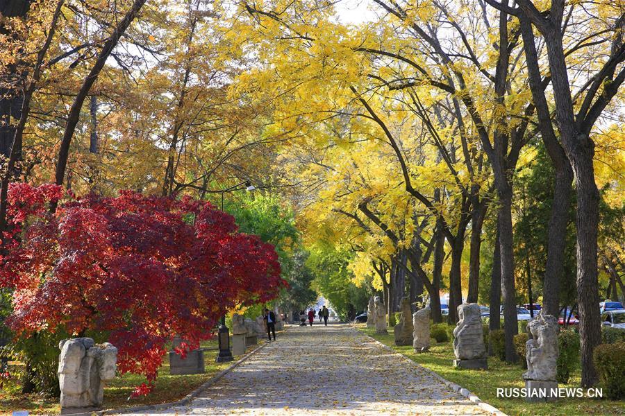 Золотая осень в Бишкеке 