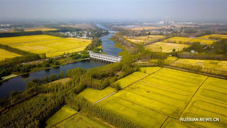 Уборка риса в "водном краю к северу от Янцзы"